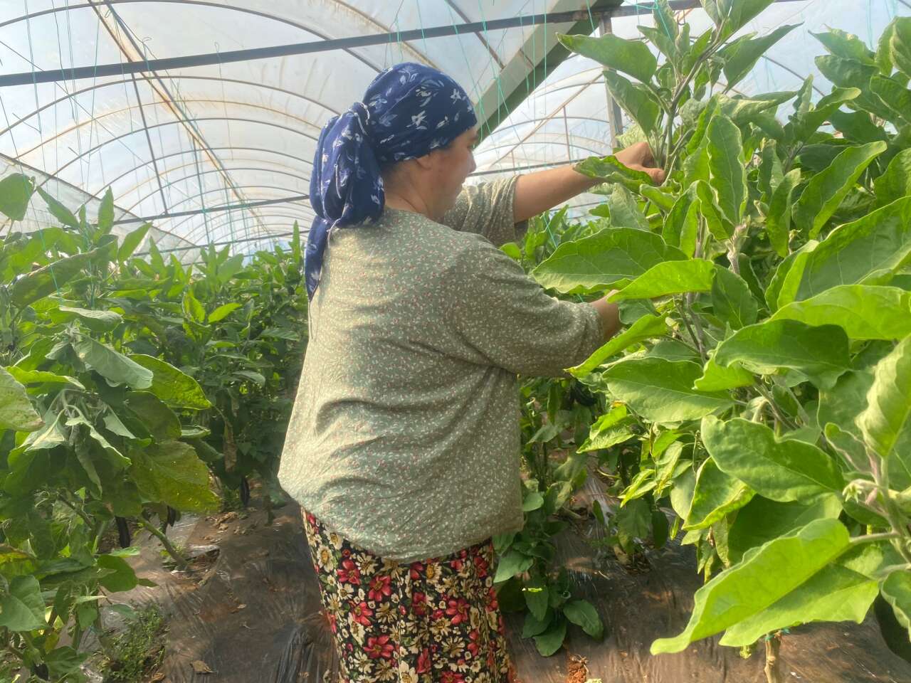 Köyceğiz’de Sel Felaketi Seraları Vurdu: Üretici Zorlandı, Fiyatlar Artışta 5